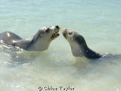 Seals, Abrolhos Islands by Chloe Taylor 